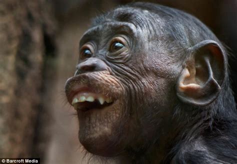 Funny Bonobos Nice Photos/Images 2012 | Funny Animals