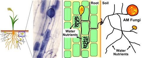 Ancestral mitoviruses discovered in mycorrhizal fungi