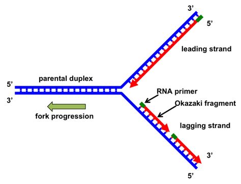 Why can't DNA polymerase attach things to the 5' end of a strand of DNA?