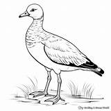 Goose Coloring Pages  Free & Printable sketch template
