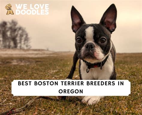 8 Best Boston Terrier Breeders in Oregon! (2024)