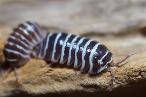 The Zebra Isopod Armadillidium maculatum One of my awesome pet Rollie pollies! : r/awwnverts