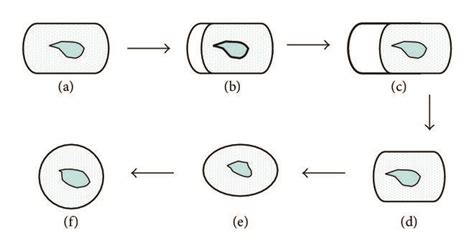 Schematic diagram illustration of the two phases in spheroplast... | Download Scientific Diagram