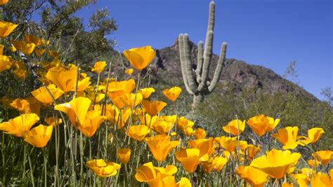 TucsonHikers@groups.io | Arizona Wildflower Guide