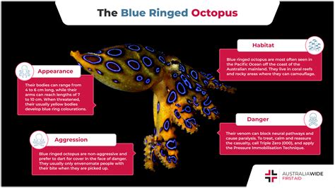 Woods musikkens guide the blue ringed octopus dommer Udfordring tempereret