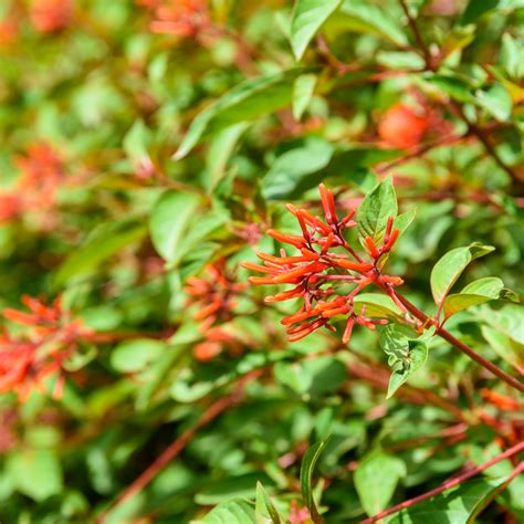 Beautiful Native Shrubs to Plant in Texas — ArborSource Tree Experts