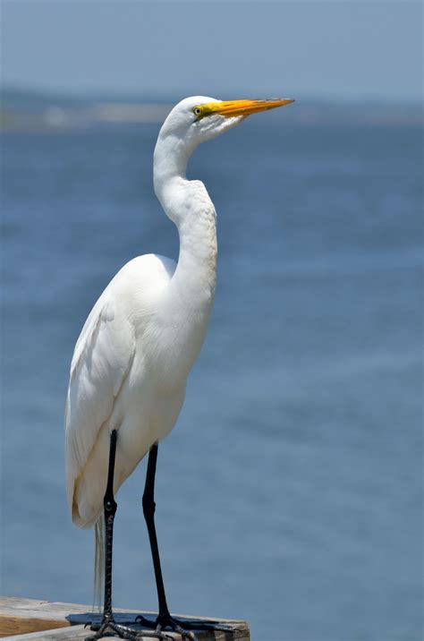 White Egret Free Stock Photo - Public Domain Pictures