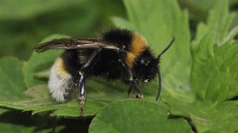 Cuckoo Bee Identification