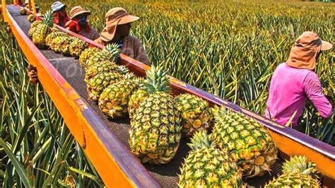 How American Farmers Pick Millions Of Pineapples - Pineapple Harvesting - YouTube