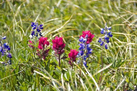 Mount Rainier Wildflowers Photograph by Sean Griffin - Fine Art America