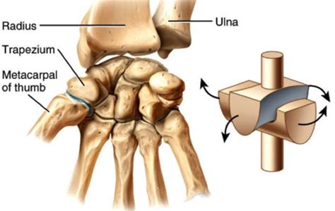 Match the following Synovial Joints to the correct type of movement ...