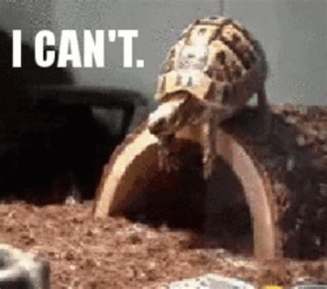 Turtle GIF - Turtle - Discover & Share GIFs