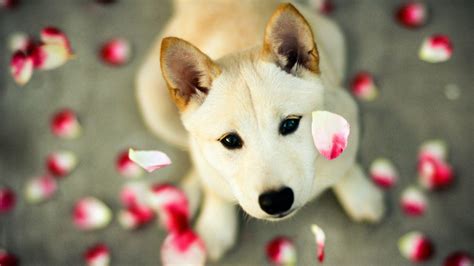 Cute Dog Wallpapers - Wallpaper Cave