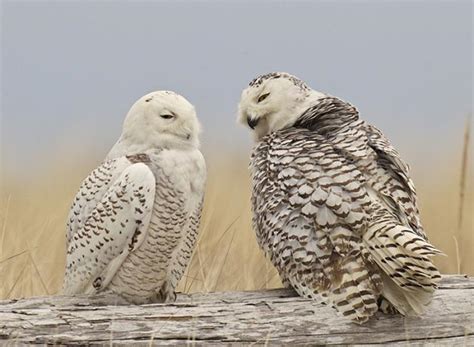 Snowy Owls | BirdNote