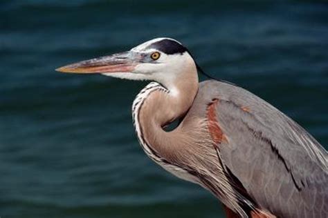 What Are the Animals That Live in Estuary Biomes? | Gone Outdoors ...