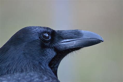 Ravens might possess a Theory of Mind, say scientists - CSMonitor.com