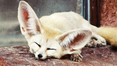 Absurd Creatures: The Fennec Fox Is So Cute I Think I Might Literally Die | WIRED