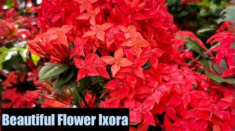 Ixora Plant / Ixora Flower / Beautiful Flower Ixora/ Best Flowering ...