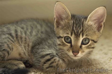 Egyptian Mau KITTENS - Silver - Bronze | Egyptian mau, Kittens, Cats and kittens