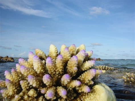 Coral reef , Maldives Free Photo Download | FreeImages