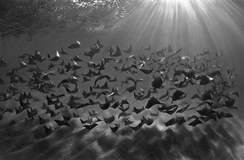 Winners Of The 2018 Underwater Photography Contest Have Just Been Announced, And The Pictures ...