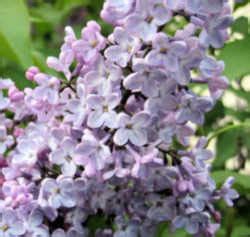 Idaho State Flower: Syringa