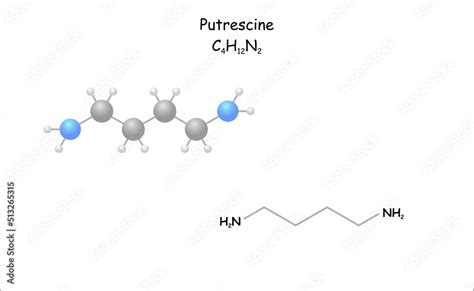 Stylized molecule model/structural formula of putrescine. Stock Vector ...