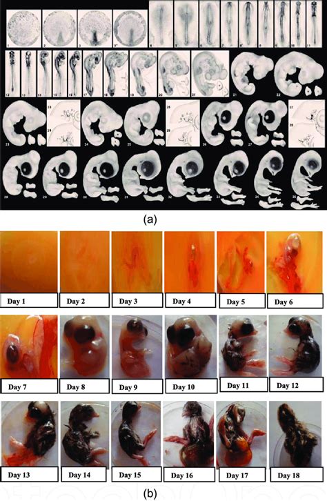 (a) Stages of chick embryonic development adapted from Hamburger and... | Download Scientific ...