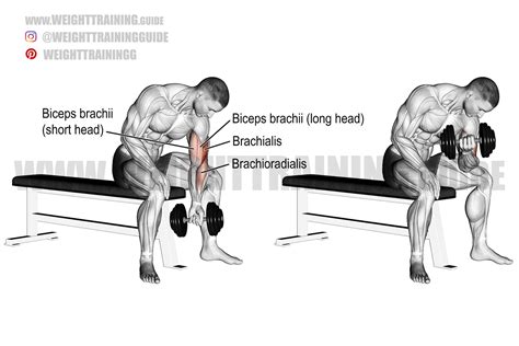 Dumbbell concentration curl instructions and video | Weight Training Guide