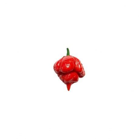 Trinidad Scorpion Butch T seeds