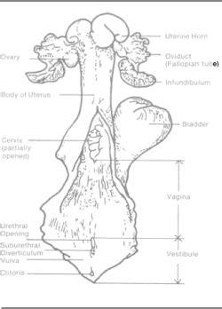 Anatomy of the Cow’s Reproductive Tract | The Dairy Site