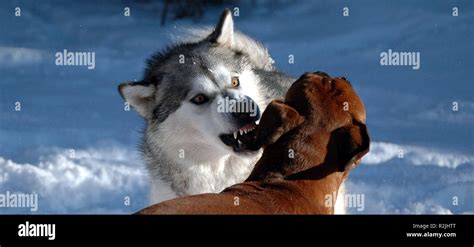 Wolf Fighting Dog