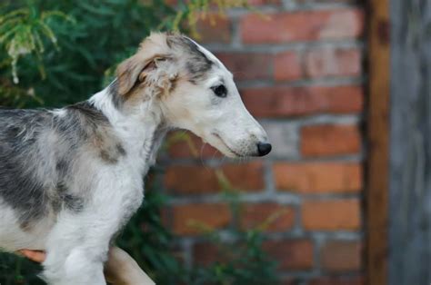 7 Best Borzoi Breeders In The US