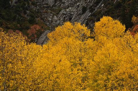 7 fun facts about Utah's new state tree, the quaking aspen - The Salt Lake Tribune