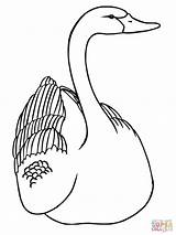 Swan coloring Page  Free Printable Coloring Pages sketch template