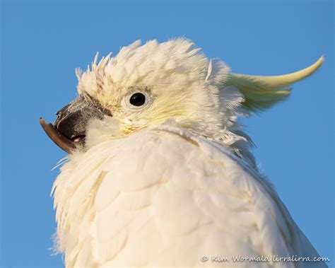 Psittacine Beak and Feather Disease « lirralirra