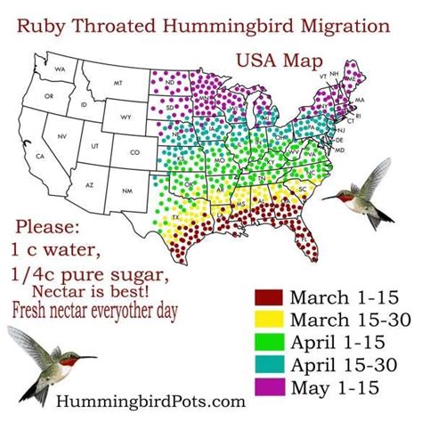 Ruby Throated Hummingbird Migration Time | Hunt County Theft Reports ...