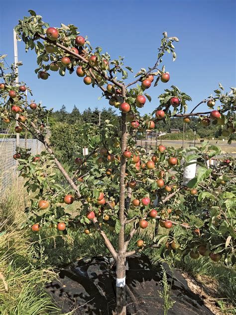 The joy of summer tree pruning | Garden Notes | Port Townsend Leader