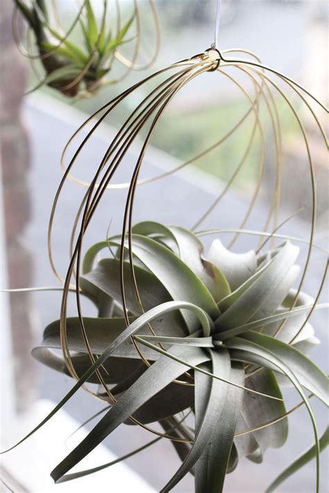 Awesome Large Hanging Air Plants Outdoor Fence Hangings