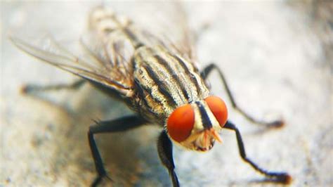 Cluster Flies Identification Guide | Cluster Fly Facts