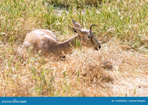 Antelope in the Dry Grass in Nature Stock Photo - Image of africa, alert: 110302832