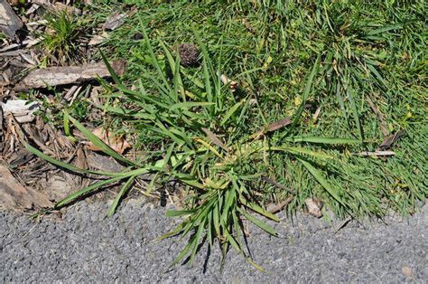 How to Kill Crabgrass and Prevent it from Returning