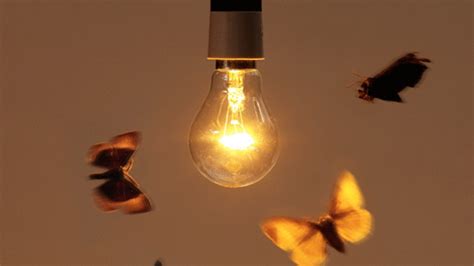 Why Are Moths Attracted To Light? – Doyle's Space