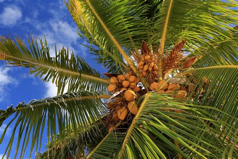 Coconut Palm Tree | ubicaciondepersonas.cdmx.gob.mx