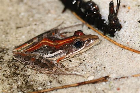 Banded Stream Frog from Overberg District Municipality, South Africa on ...