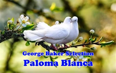 REFLECTIONS: Paloma Blanca