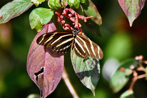 Zebra Longwing Butterfly