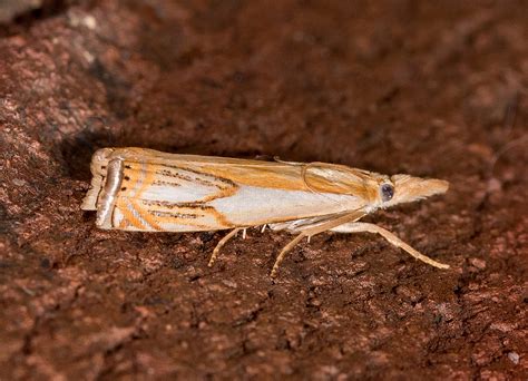 Maryland Biodiversity Project - Double-banded Grass-veneer Moth ...