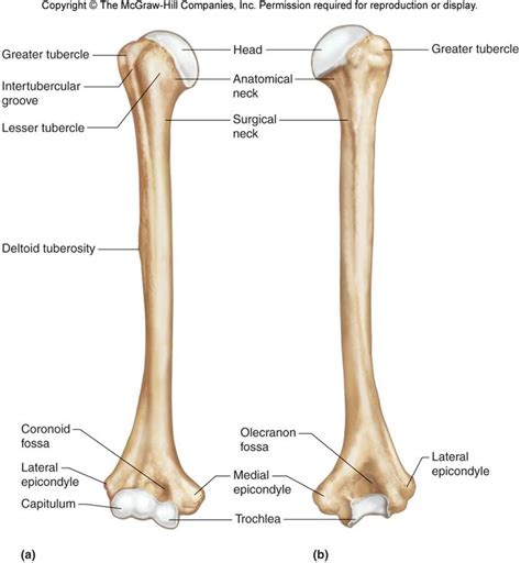 Humerus Diagram | Quizlet