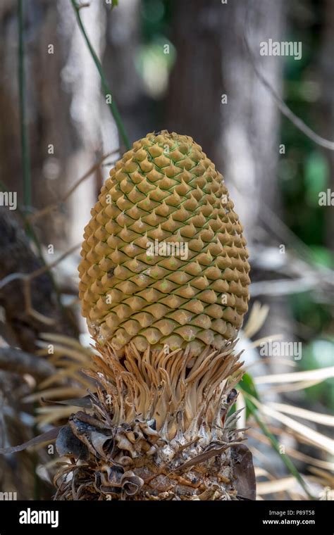 Armstrongs cycad hi-res stock photography and images - Alamy